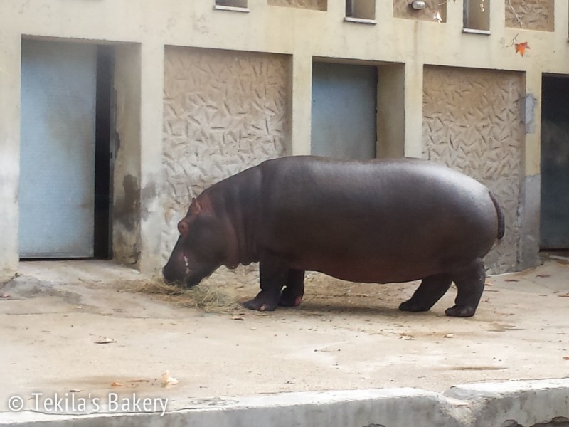 hippo3
