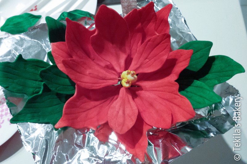 poinsettia